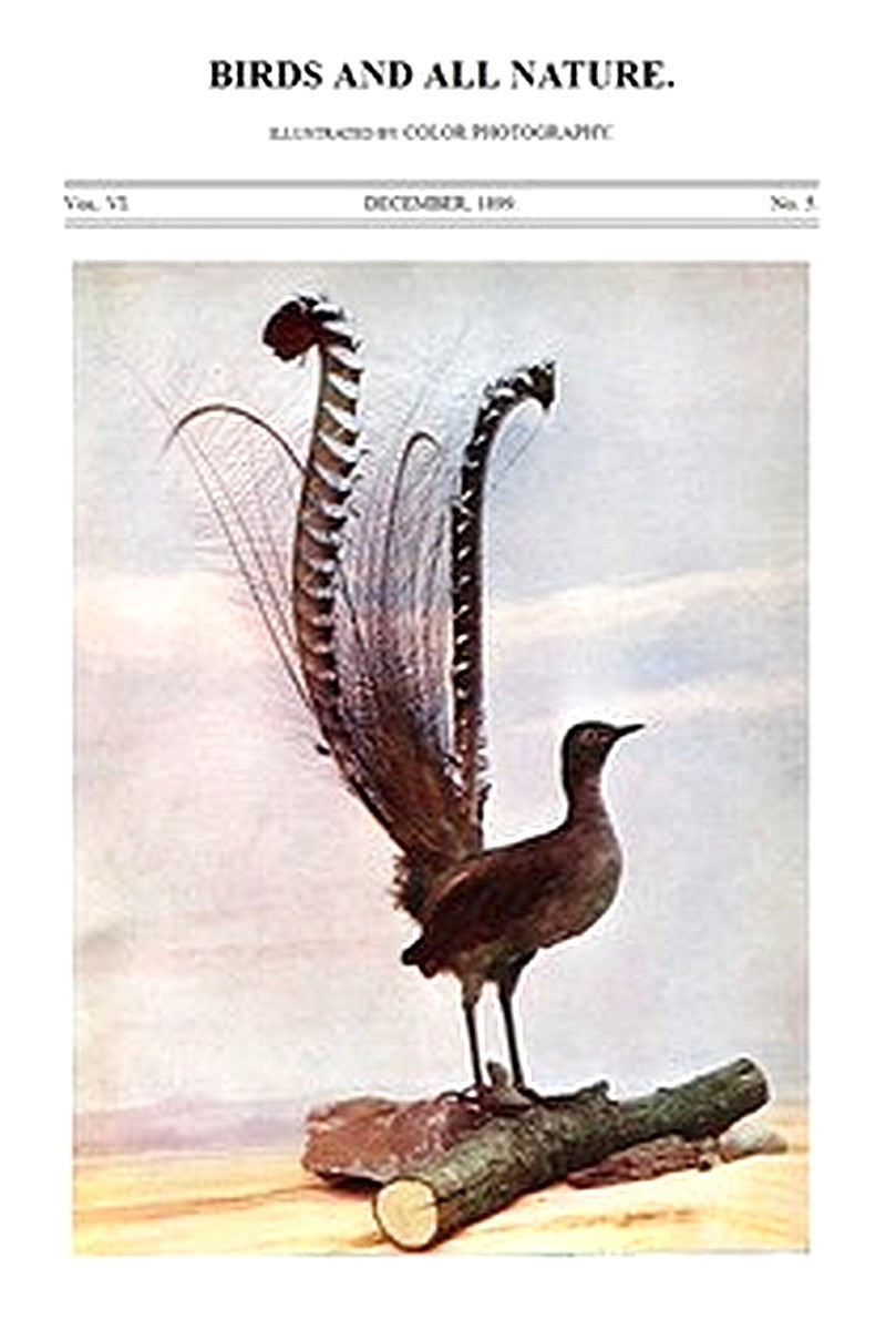 Birds and All Nature, Vol. 6, No. 5, December 1899
