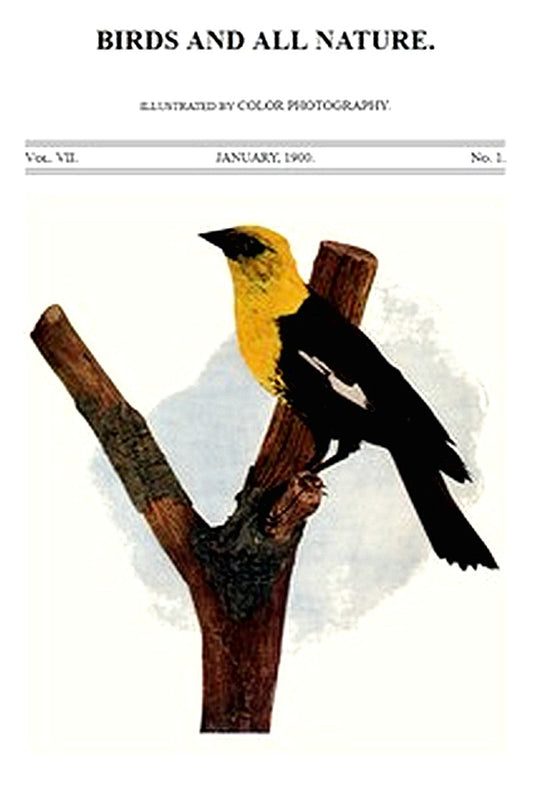Birds and All Nature, Vol. 7, No. 1, January 1900
