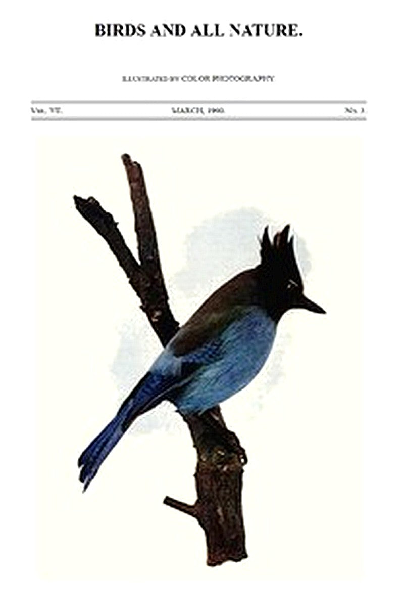 Birds and All Nature, Vol 7, No. 3, March 1900
