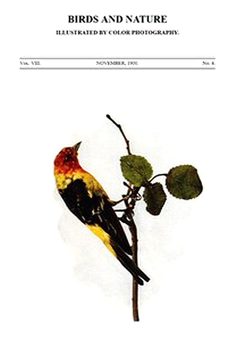 Birds and Nature, Vol. 08, No. 4, November 1900
