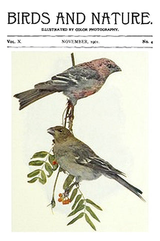 Birds and Nature, Vol. 10 No. 4 [November 1901]