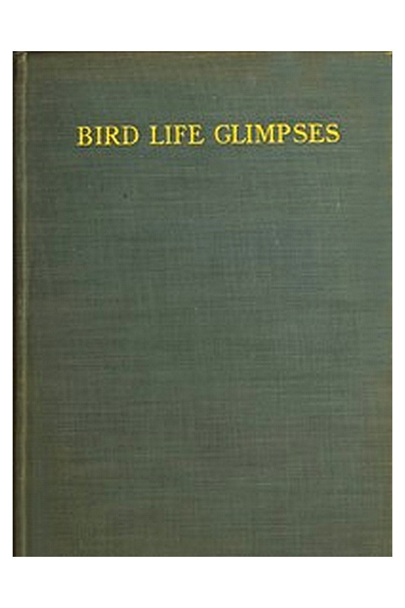 Bird Life Glimpses