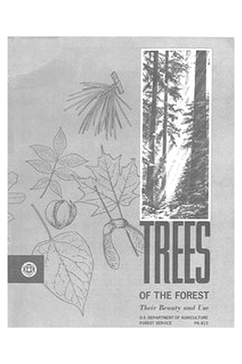 Trees of the Forest: Their Beauty and Use