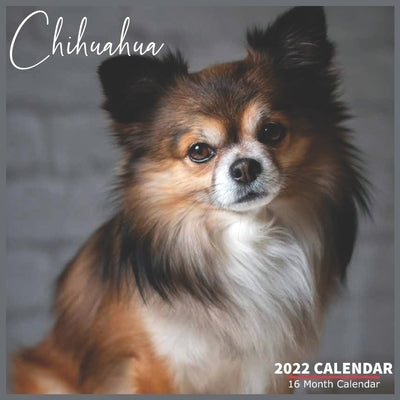 Chihuahua Calendar 2022: Official Chihuahua Dog Breed Calendar 2022, 16 Month Calendar 2022 by Star Calendar