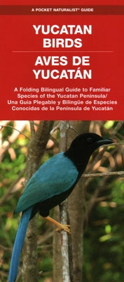 Yucatan Birds/Aves de Yucatan: A Folding Pocket Guide to Familiar Species/Una Guia Plegable Portatil de Especies Conocidas by Waterford Press