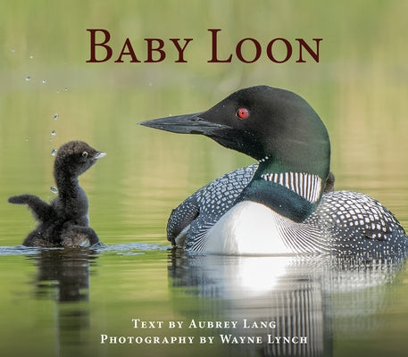 Baby Loon by Lang, Aubrey