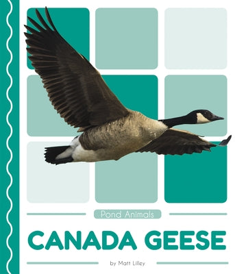 Canada Geese by Lilley, Matt