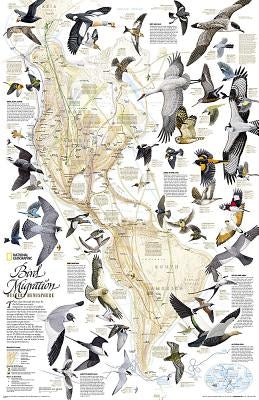 National Geographic Bird Migration, Western Hemisphere Wall Map - Laminated (20.25 X 31.25 In) by National Geographic Maps