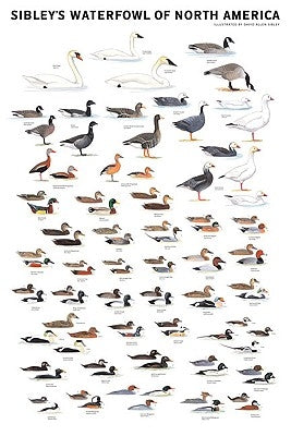 Sibley's Waterfowl of North America by Sibley, David Allen