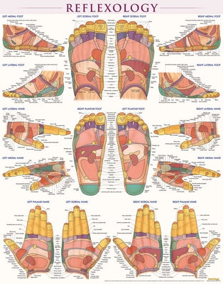 Reflexology Poster (22 X 28 Inches) - Laminated: A Quickstudy Anatomy Reference by Perez, Vincent