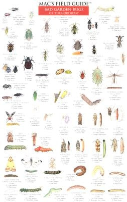 Mac's Field Guides: Northeast Garden Bugs by Macgowan, Craig