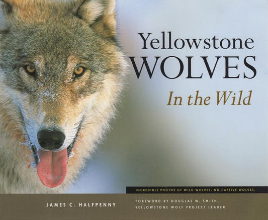 Yellowstone Wolves in the Wild by Halfpenny, James C.