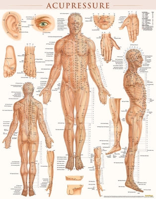 Acupressure Poster (22 X 28 Inches) - Laminated: Anatomy of Points for Acupressure & Acupunture by Perez, Vincent