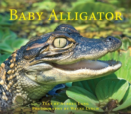 Baby Alligator by Lang, Aubrey
