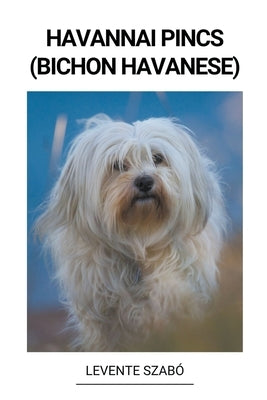 Havannai Pincs (Bichon Havanese) by Szab&#243;, Levente