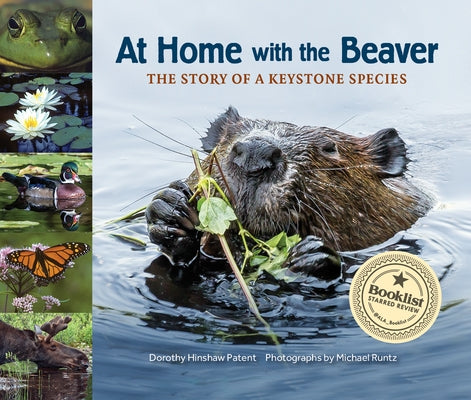 At Home with the Beaver: A Story of a Keystone Species by Patent, Dorothy Hinshaw