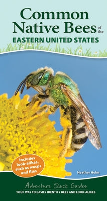 Common Native Bees of the Eastern United States: Your Way to Easily Identify Bees and Look-Alikes by Holm, Heather