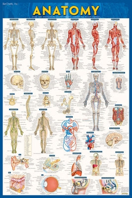 Anatomy Poster (24 X 36) - Laminated: A Quickstudy Reference by Perez, Vincent