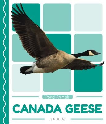 Canada Geese by Lilley, Matt