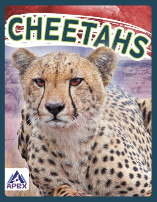 Cheetahs by Geister-Jones, Sophie