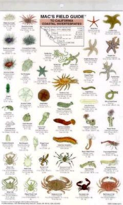 Mac's Field Guides: California Coastal Invertebrates by Macgowan, Craig