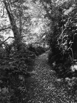 Robert Adams: An Old Forest Road by Adams, Robert