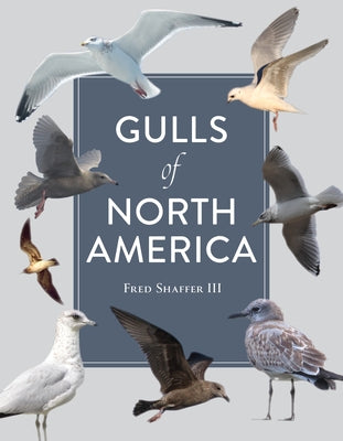 Gulls of North America by Shaffer, Fred