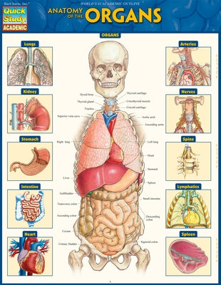 Anatomy of the Organs: Quickstudy Laminated Reference Guide by Perez, Vincent