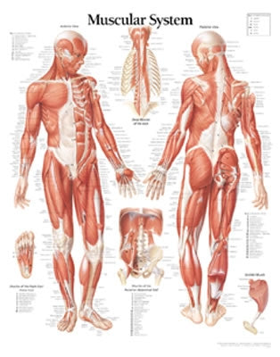 Muscular System Male Chart: Wall Chart by Scientific Publishing