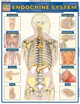 Endocrine System: Quickstudy Laminated Anatomy Reference Guide by Perez, Vincent
