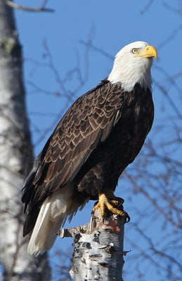 Eagle Perched Blank Journal by Press, Nodin