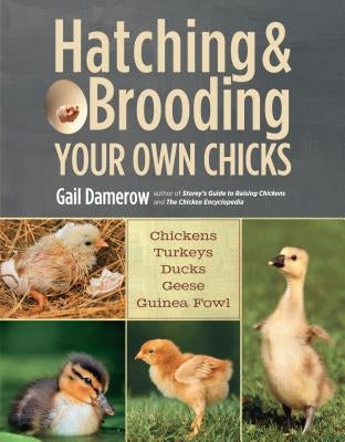 Hatching & Brooding Your Own Chicks: Chickens, Turkeys, Ducks, Geese, Guinea Fowl by Damerow, Gail
