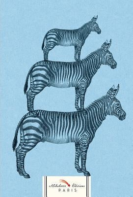 Zebra: Ancient Engraving of Zebras on Blue by Alibabette Editions