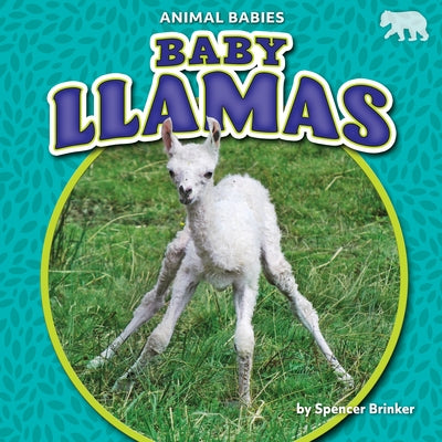 Baby Llamas by Brinker, Spencer