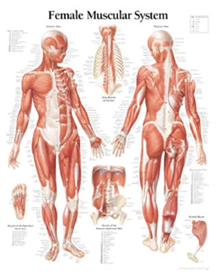 Muscular System Female Chart: Laminated Wall Chart by Scientific Publishing