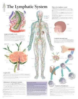 The Lymphatic System Chart: Wall Chart by Scientific Publishing