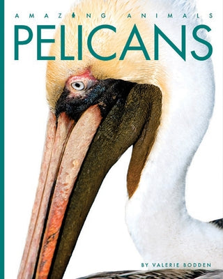 Pelicans by Bodden, Valerie