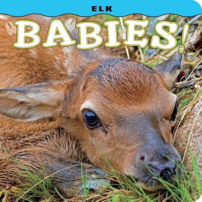 Elk Babies! by Lehmann, Steph