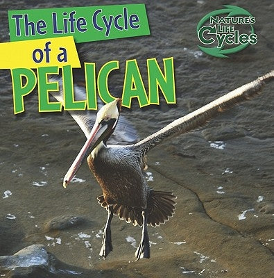 The Life Cycle of a Pelican by Kingston, Anna