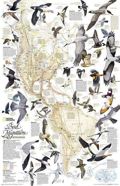 National Geographic Bird Migration, Western Hemisphere Wall Map (20.25 X 31.25 In) by National Geographic Maps