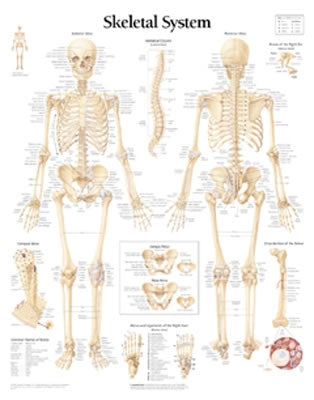 The Skeletal System Chart: Laminated Wall Chart by Scientific Publishing