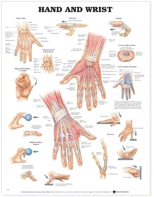 Hand and Wrist Anatomical Chart by Anatomical Chart Company