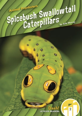 Spicebush Swallowtail Caterpillars by Murray, Julie