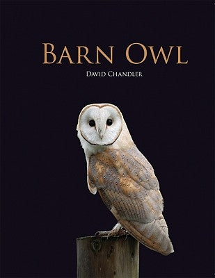 Barn Owl by Chandler, David