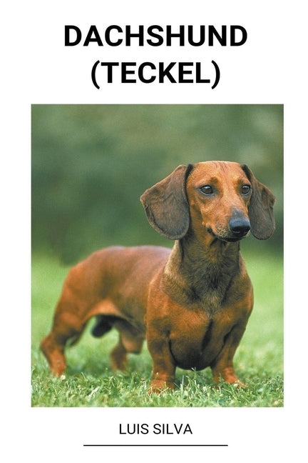 Dachshund (Teckel) by Silva, Luis