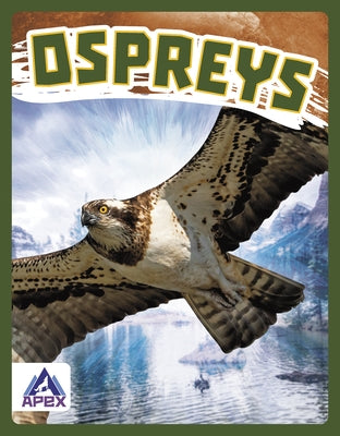 Ospreys by Stratton, Connor