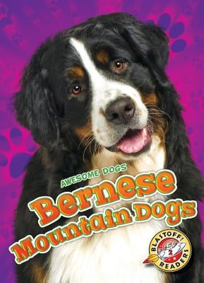 Bernese Mountain Dogs by Sabelko, Rebecca