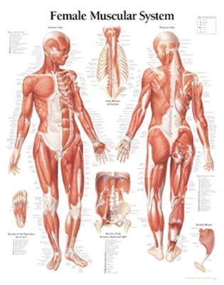 Muscular System Female Chart: Wall Chart by Scientific Publishing