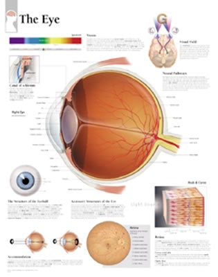 The Eye Chart: Wall Chart by Scientific Publishing