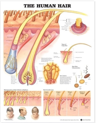 The Human Hair Anatomical Chart by Anatomical Chart Company